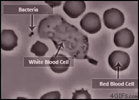 Bacteria-cells-chase