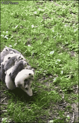 Mom-carries-baby-opossums-posse