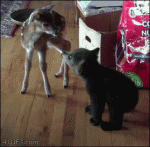 Bear-cub-kisses-deer