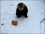 Red-panda-attacks-pumpkin