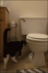 Crazy-cat-flushes-toilet