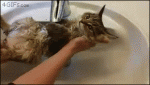 Cat-air-swimming-sink-bath