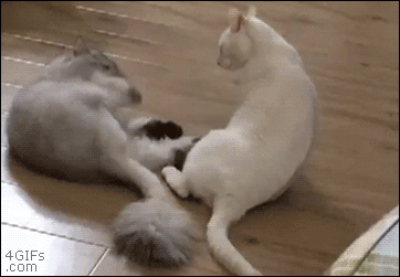 Cat-fight-kicks