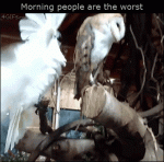 Cockatoo-owl-morning-people