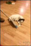 Cat-curling-broom