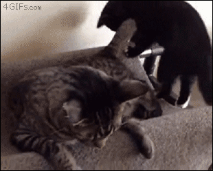 Cat-tail-annoyed-kick