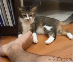 Cat-fights-smelly-feet