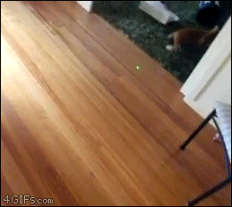 Cat-laser-pointer-bowling