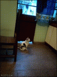 Cat-jump-hesitation