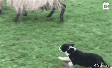 Puppy-herds-sheep