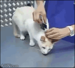 Cat-deactivating-paperclip