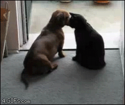 Cat-paw-stops-dachshund-dog