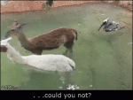 Bird-vs-alpaca-llama-tail