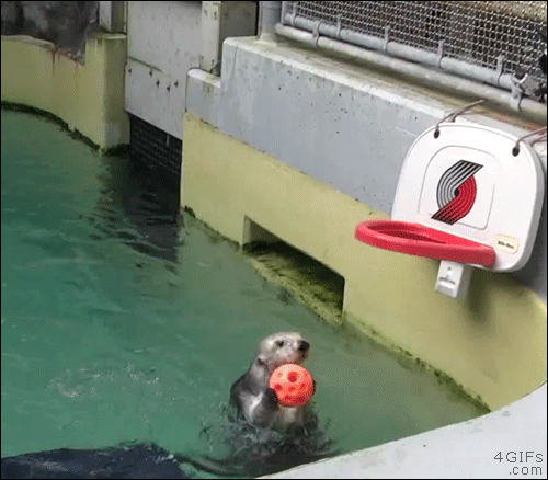 Sea-otter-slam-dunk
