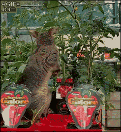 Sneaky-possum-eats-stores-strawberry-plants.gif