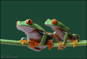 Frog-climbs-over-frog.gif