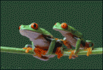 Frog-climbs-over-frog