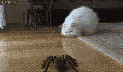 Cat-reacts-to-robotic-spider.gif?