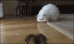 Cat-reacts-to-robotic-spider