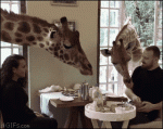 Giraffes-crash-breakfast