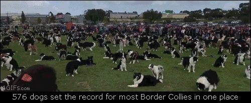 576-border-collies-break-record