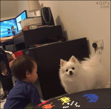 http://forgifs.com/gallery/d/282177-2/Dog-rejects-toddler-hug-denied.gif