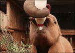 Elephant-milk-bottle