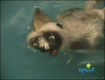 Creepy-pool-lemur