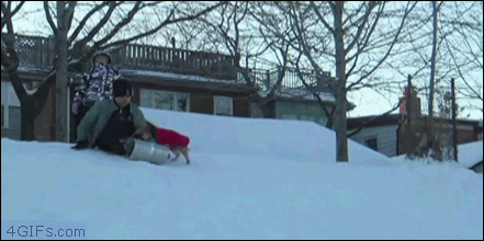 Dog-hijacks-sled