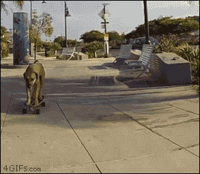 http://forgifs.com/gallery/d/282308-2/Dog-skateboarding-pro.gif