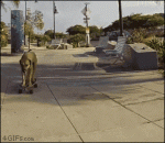 Dog-skateboarding-pro