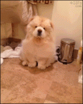 Blow-drying-chow-chow-dog