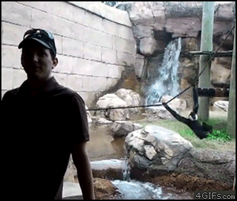 Zoo-gibbon-swing-attack