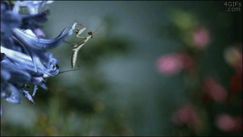 http://forgifs.com/gallery/d/282374-2/Tongue-catches-praying-mantis.gif