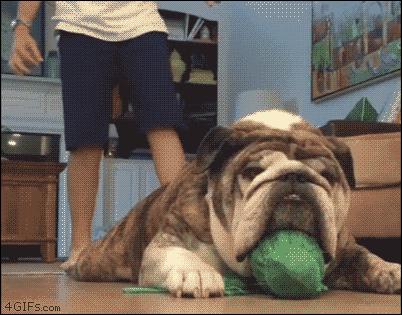 http://forgifs.com/gallery/d/282388-2/Startled-bulldog-protects-ball.gif