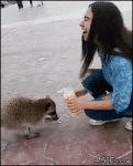 Girl-feeds-greedy-raccoon