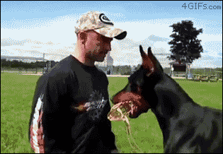 Doberman-dog-training.gif