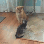 Small-cat-fights-big-cat