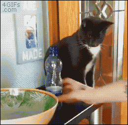 Cat-vs-water-bottle