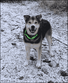 Dog-tries-to-catch-snow