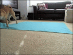 Dog-trick-blanket-roll