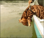 Bengal-cat-canoeing