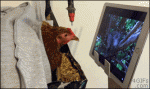Chicken-watches-TV
