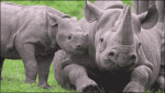 Rhinoceros-calf-bothers-mom