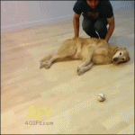 Lazy-dog-plays-fetch