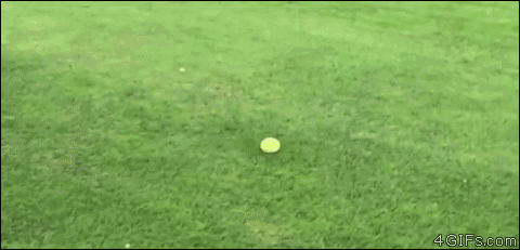 Dog-ball-fetch-slides