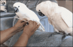 Cockatoos-get-pedicures