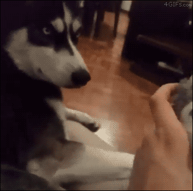 Husky-dog-jealous-of-stuffed-animal