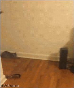Cat-jumps-catches-treat.gif?