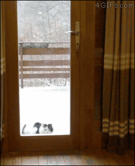 A dog opens a door for a cat waiting to get in